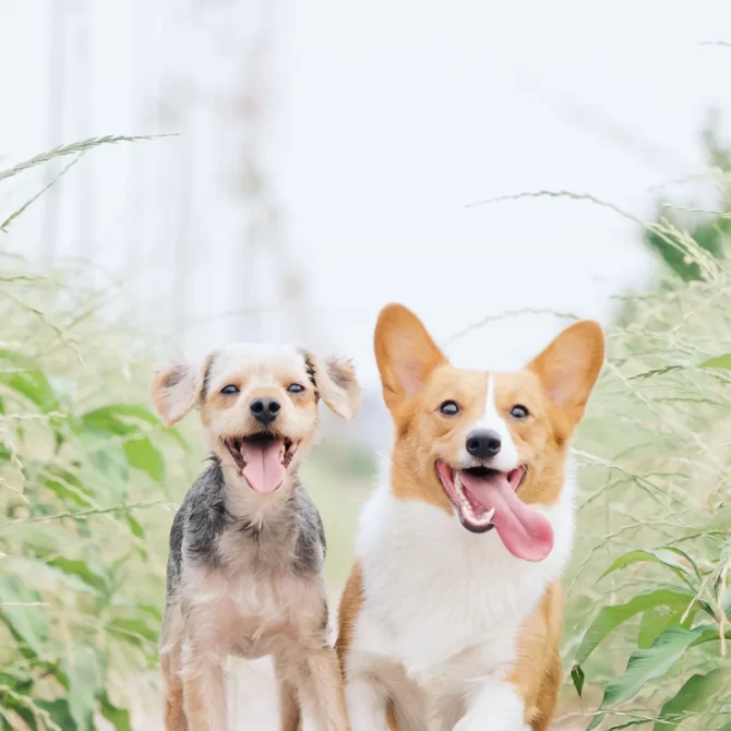 Dog-Sitter